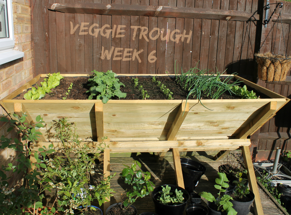Veggie Trough Week 6